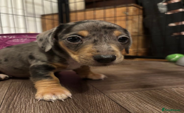 Miniature Dachshund dogs - Advert 2