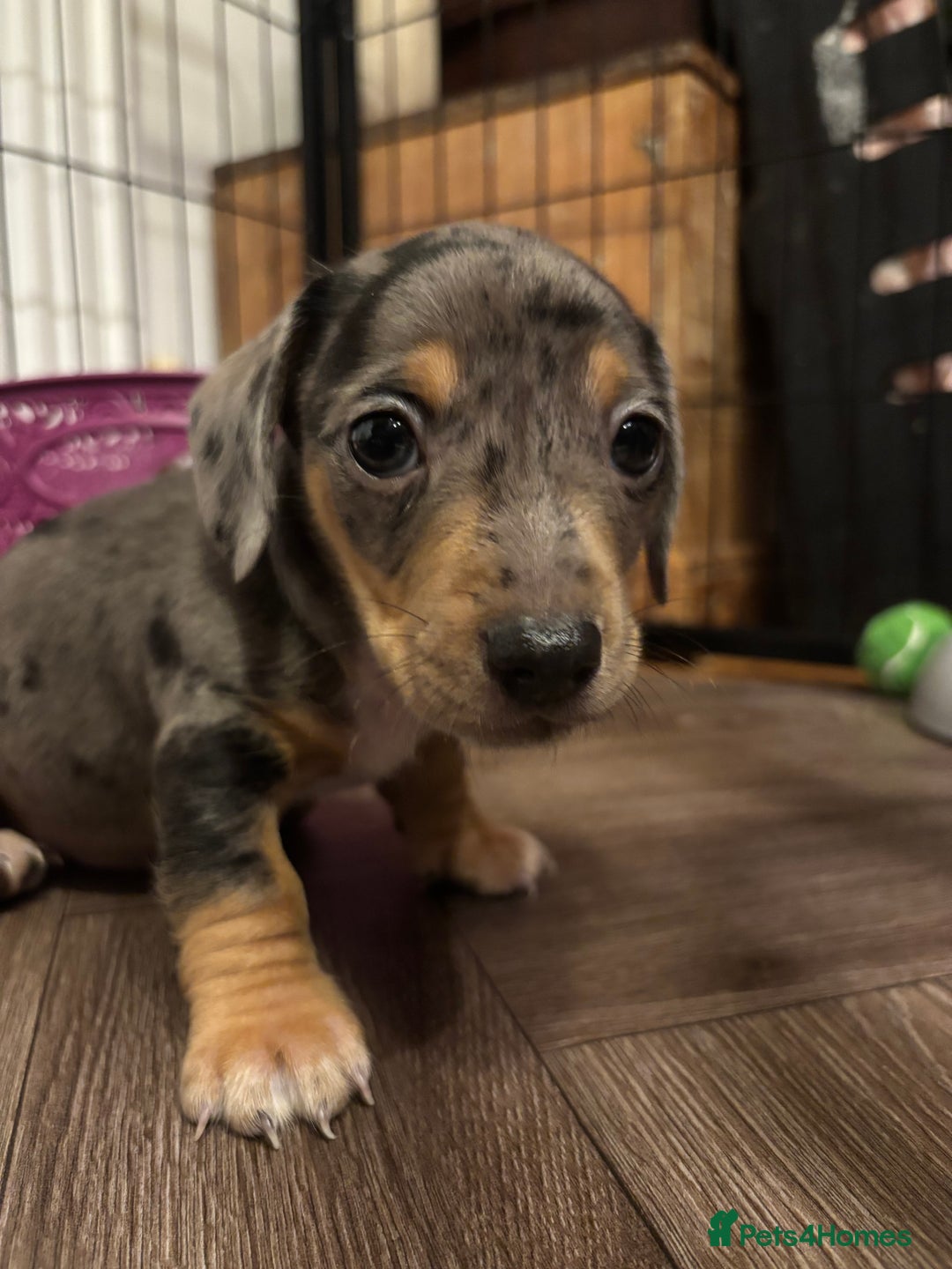Miniature Dachshund dogs for sale: Miniature Dachshund puppies for sale - Image 1