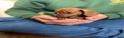 Miniature Dachshund dogs for sale: ⭐️Beautiful Kaninchen Pups READY NOW - Advert 3