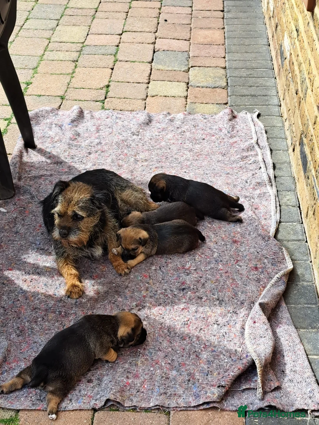 Border Terrier dogs for sale:  Border terrier puppies  in Gravesend - Advert 10