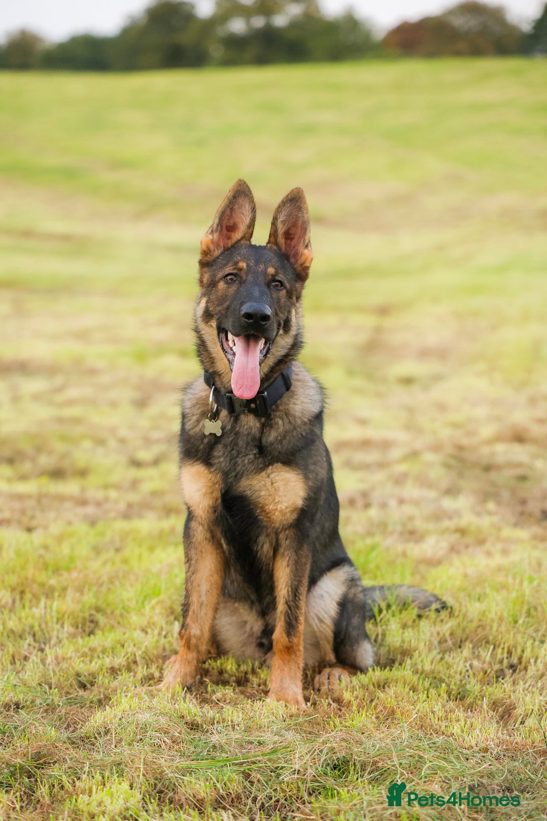 German Shepherd dogs for sale: Exceptional pedigree Working line male  - Image 3