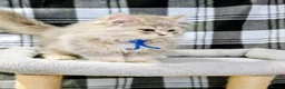 British Longhair cats for sale: Fawn/cinnamon/red/blue golden  - Advert 4