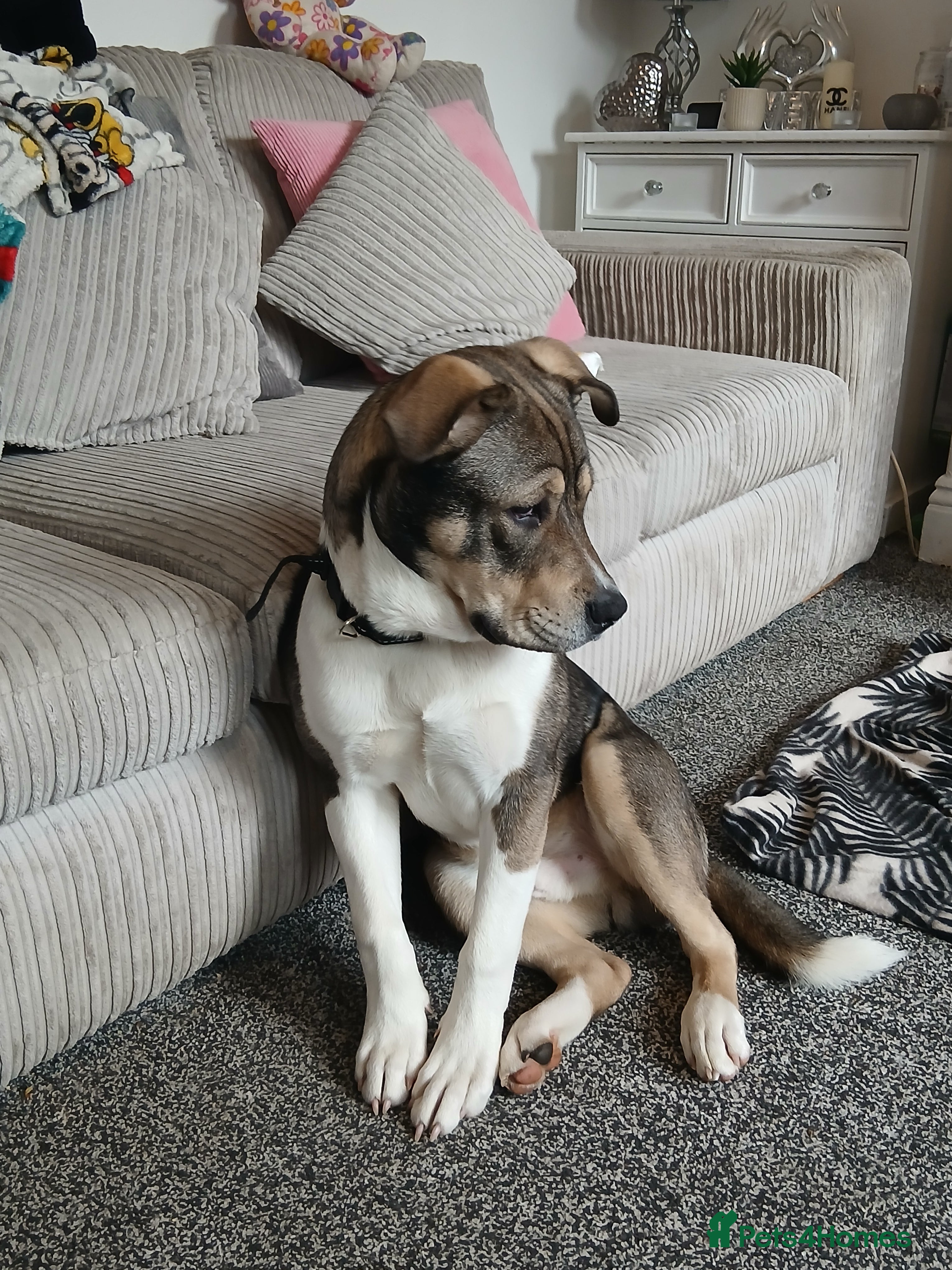 Mixed Breed dogs American bulldog X akita  - Advert 8