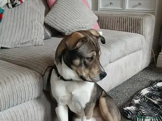 Mixed Breed dogs American bulldog X akita - Advert 1