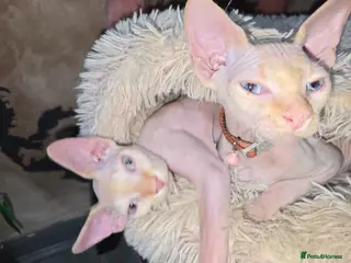 Sphynx cats 2 sphynx Kittens - Advert 2