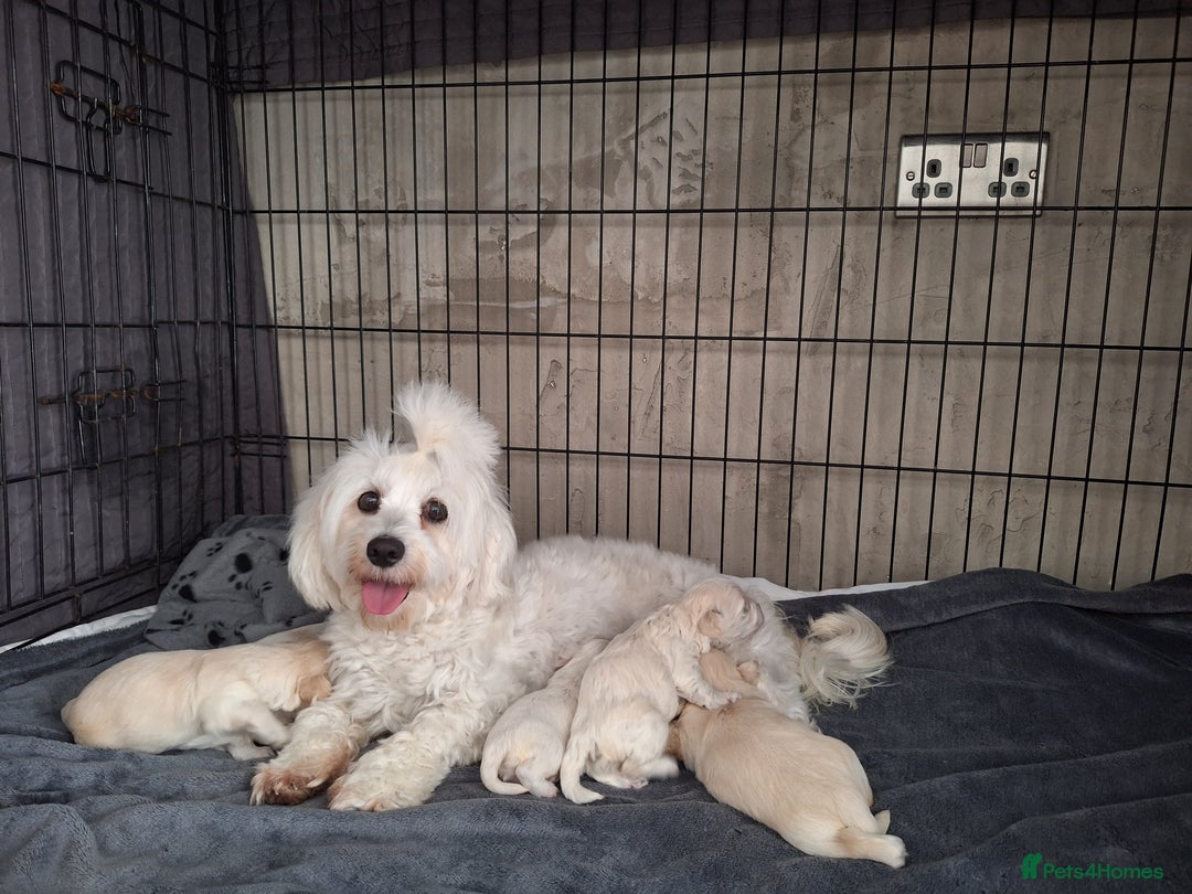 Maltipoo dogs for sale: Beautifull Maltipoo Last Boy left healthy check  - Image 12