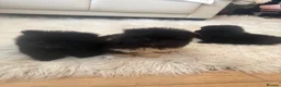 Pomeranian dogs for sale: Pomeranian  in Warrington - Advert 14