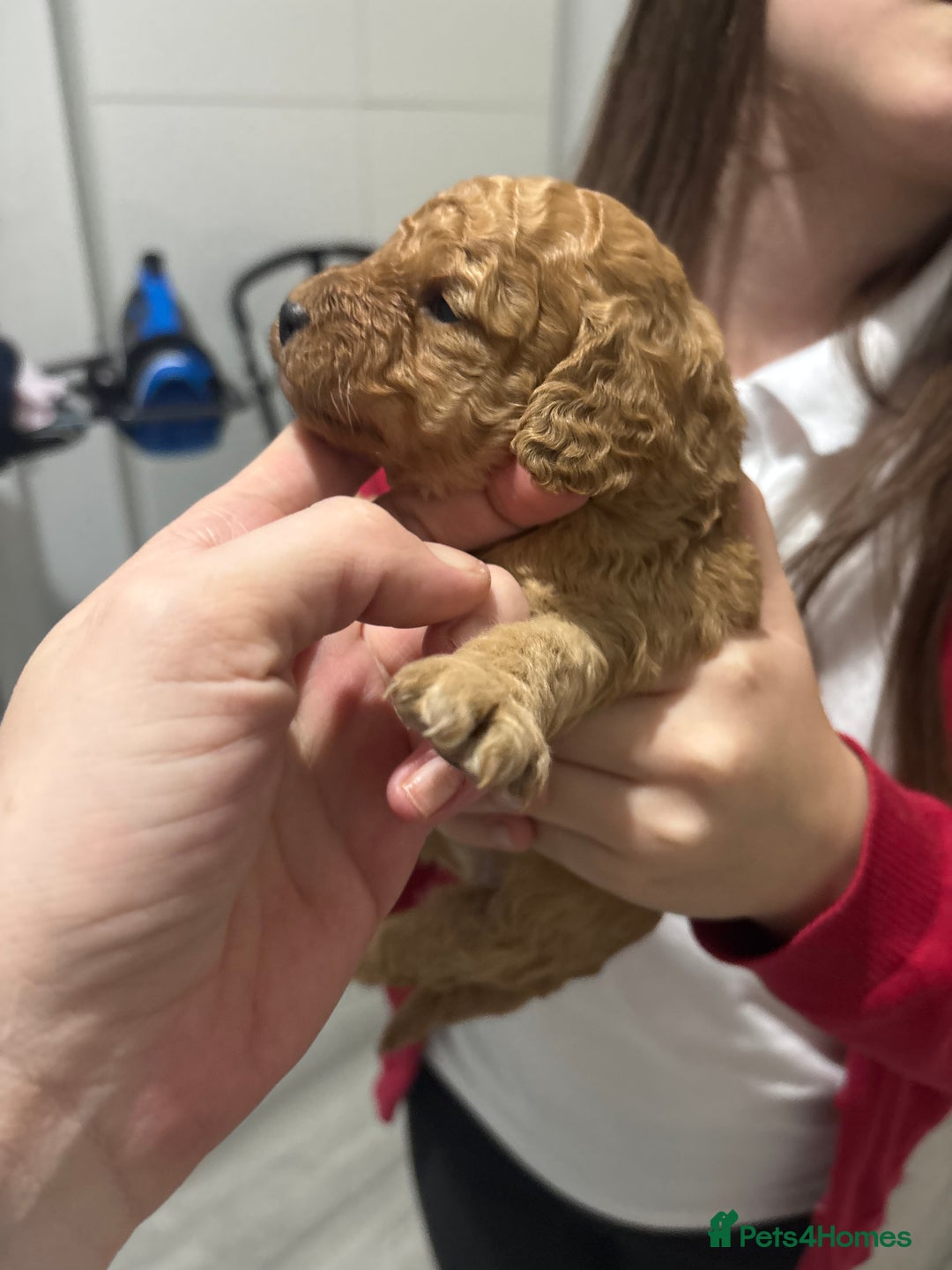 Cockapoo dogs for sale: Red cockapoo pups 😍 3 weeks old almost  - Advert 20