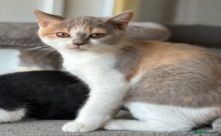 British Shorthair cats in March - Advert 4