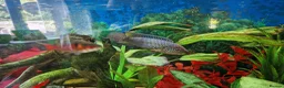 Cichlids fish for sale: Cichlids for sales - Advert 11