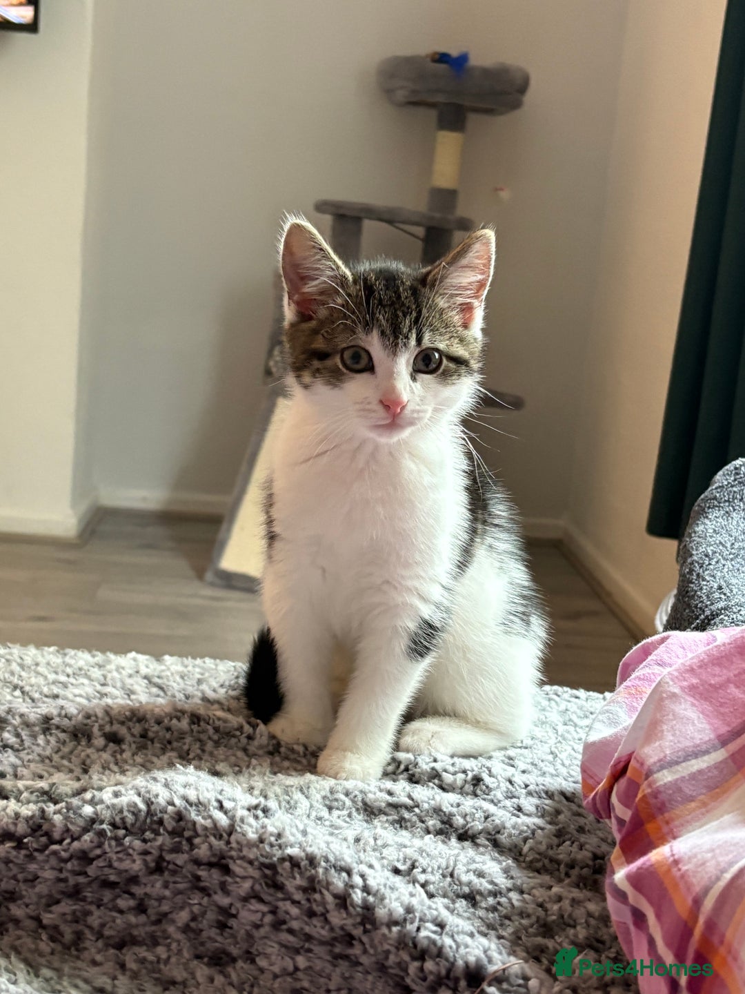 Mixed Breed cats for sale: Dennis - 20 weeks old - Image 2