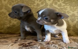 Chihuahua dogs for sale: Chihuahua girls from licensed breeder - Image 5