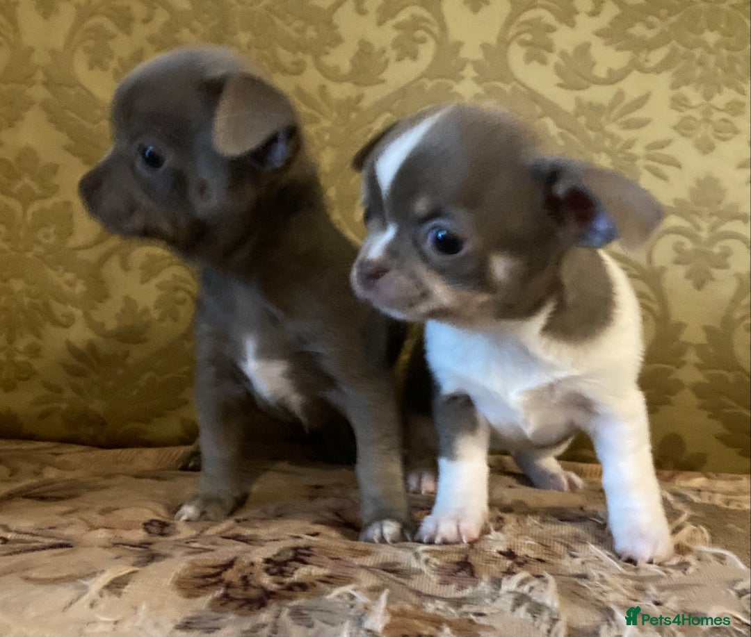 Chihuahua dogs for sale: Chihuahua girls from licensed breeder - Image 5