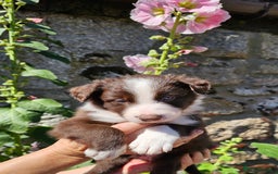 Border Collie dogs for sale: Red/White border collie puppies - Image 9