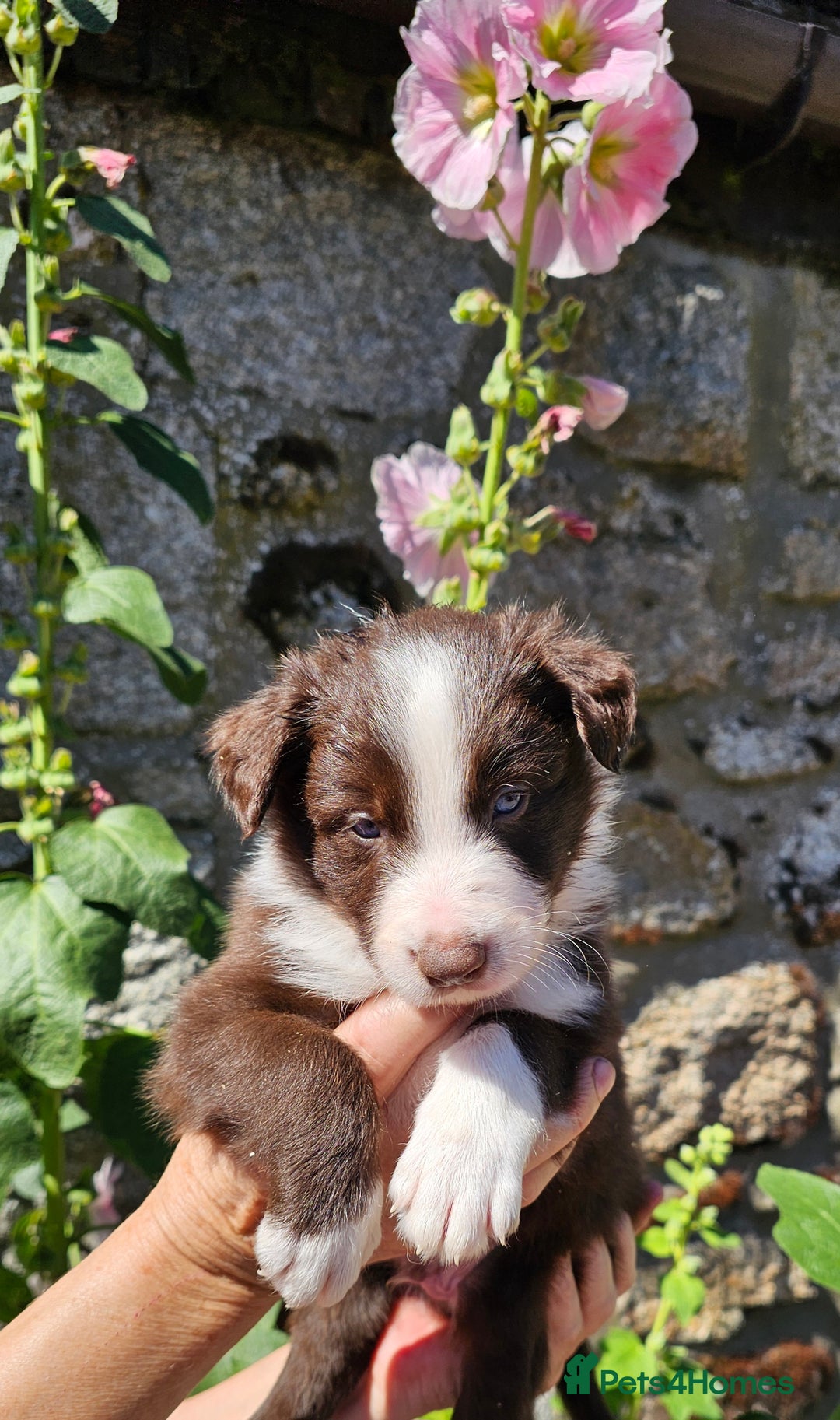 Border Collie dogs for sale: Red/White border collie puppies - Image 9