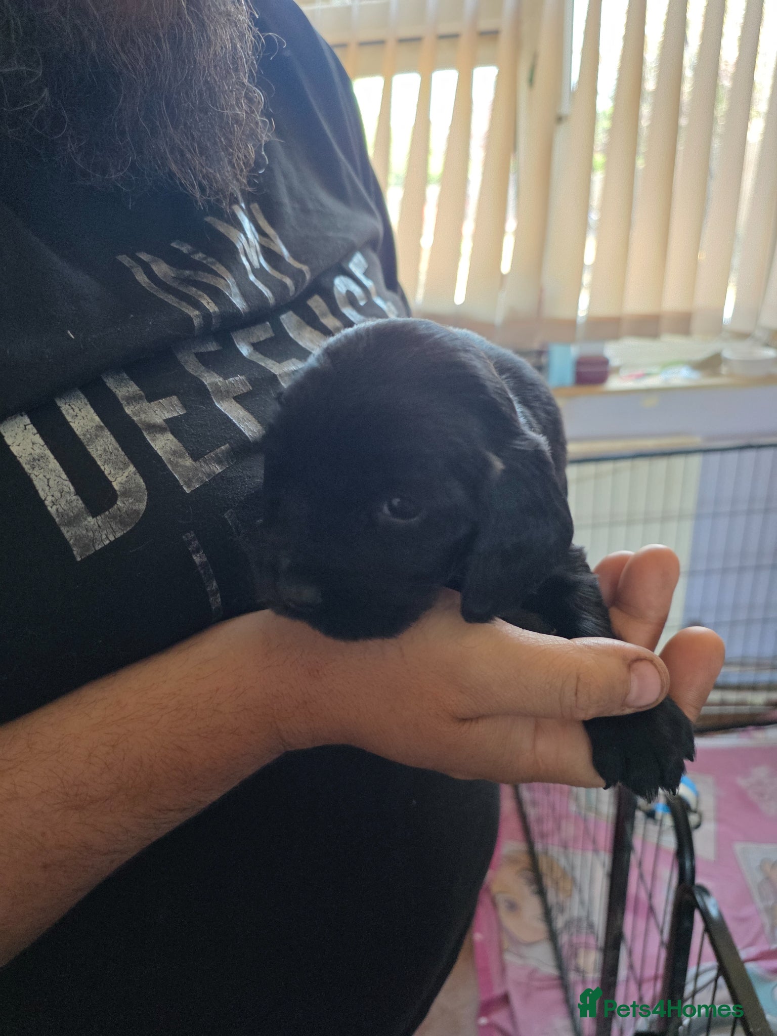 Cocker Spaniel dogs Beautiful cocker spaniel puppies - Advert 1