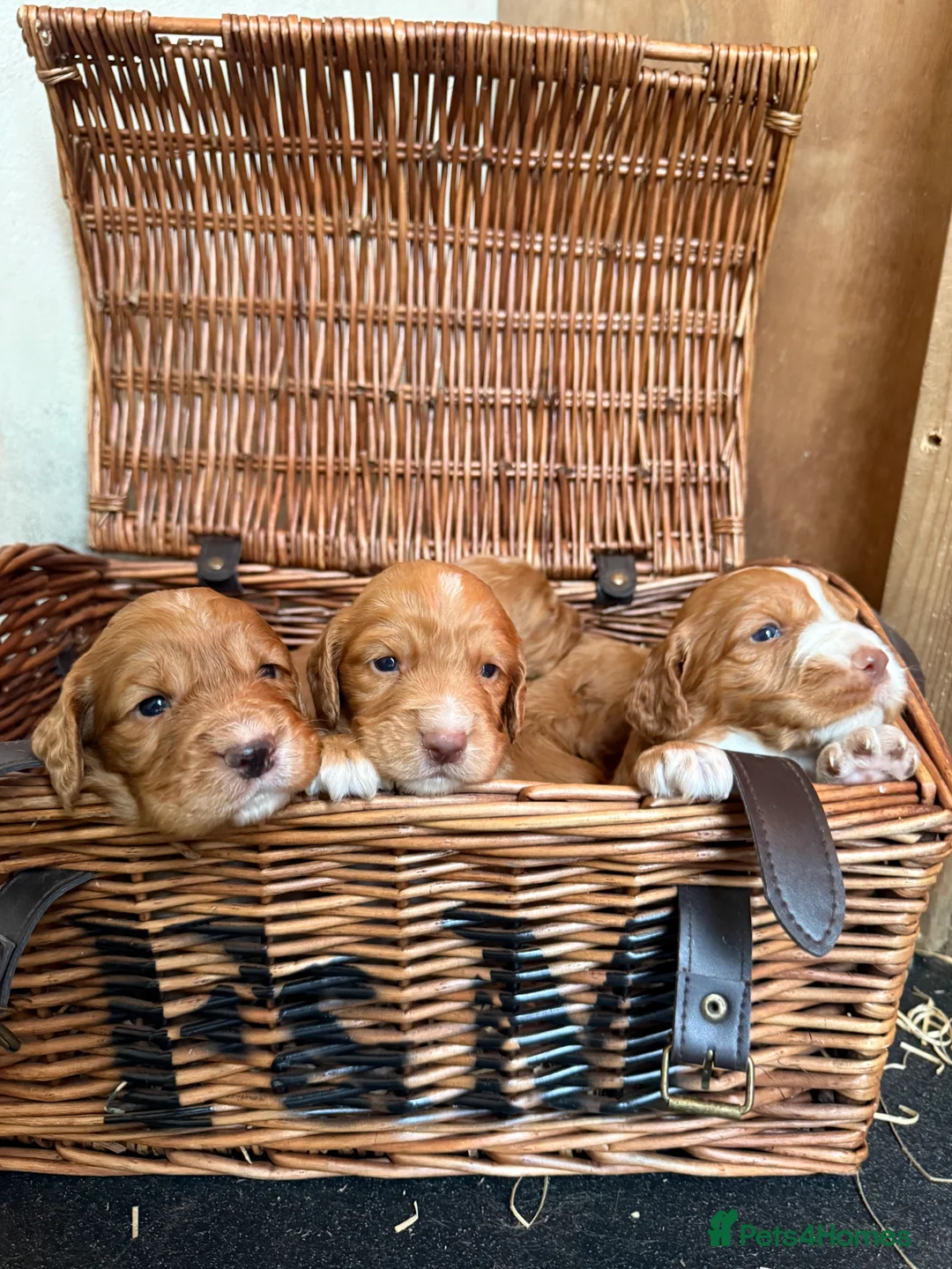 Cocker Spaniel dogs for sale: Cocker spaniel puppies  - Advert 2