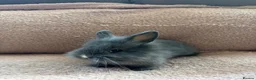 Lionhead rabbits for sale: Two Male Lionhead Babies - Advert 5