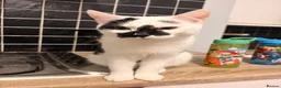 Mixed Breed cats for sale: 2 8-Month-Old Boys Looking for Their Forever Home - Advert 2