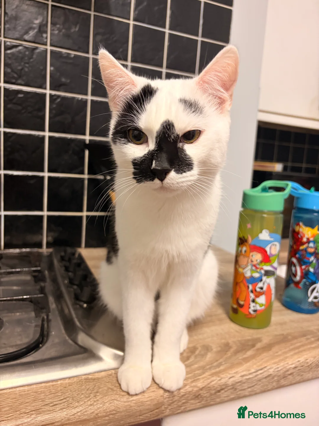 Mixed Breed cats for sale: 2 8-Month-Old Boys Looking for Their Forever Home - Advert 2