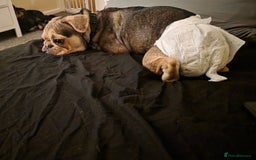 Pug dogs for sale: Pretty Sable Pug - Image 2