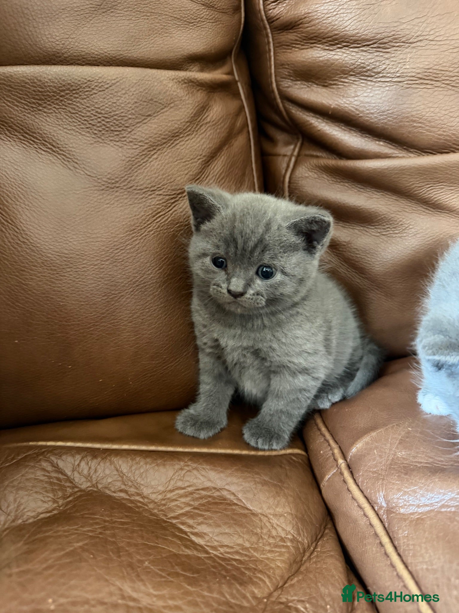 British Shorthair cats 4 British Shorthair kittens for sale - Advert 15