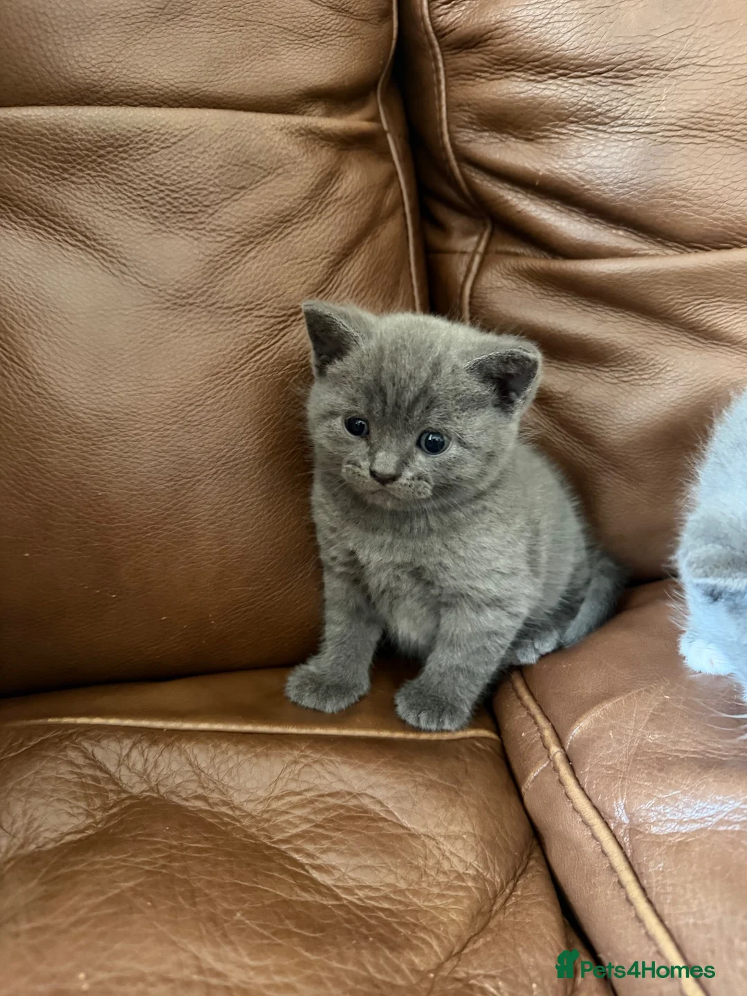 British Shorthair cats for sale: 4 British Shorthair kittens for sale in Preston - Advert 1