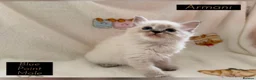 Ragdoll cats for sale: 💫 EXQUISITE RAGDOLL KITTENS  - Advert 6