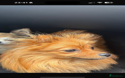 Pomchi dogs for sale: Beautiful tiny Pomchi  - Image 4
