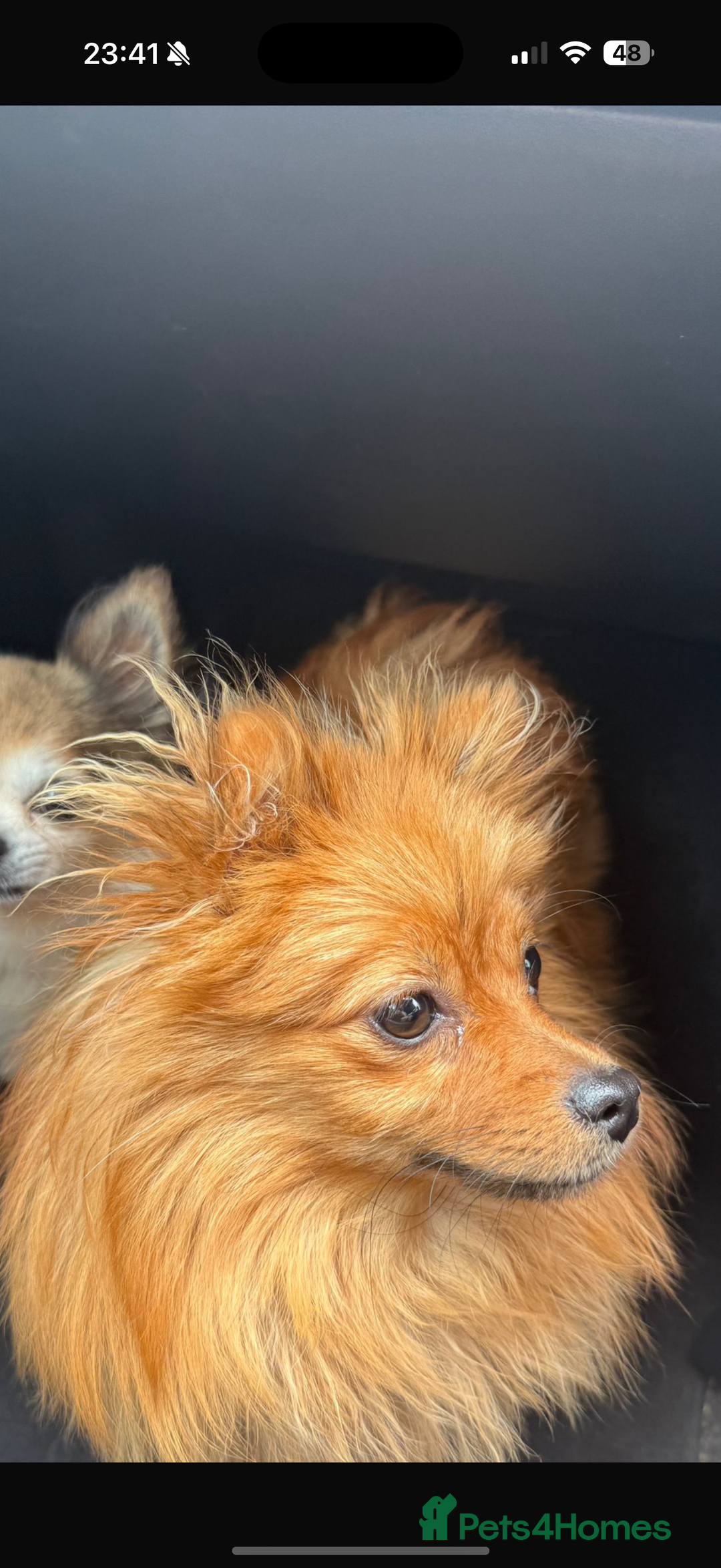 Pomchi dogs for sale: Beautiful tiny Pomchi  - Image 4