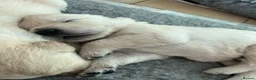 Golden Retriever dogs for sale: Beautiful KC registered Golden Retrievers in Ruthin - Advert 5