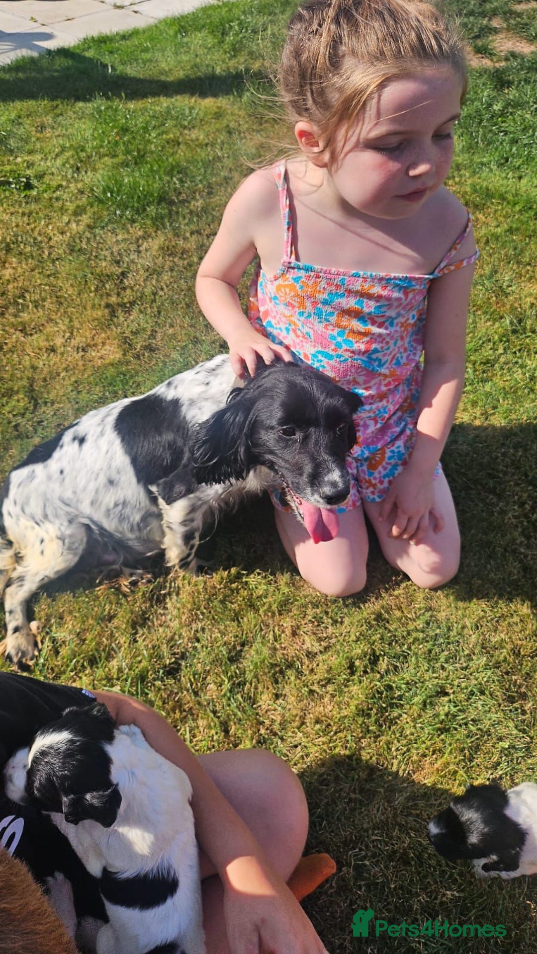 Cocker Spaniel dogs for sale: Cocker Spaniels - Image 20
