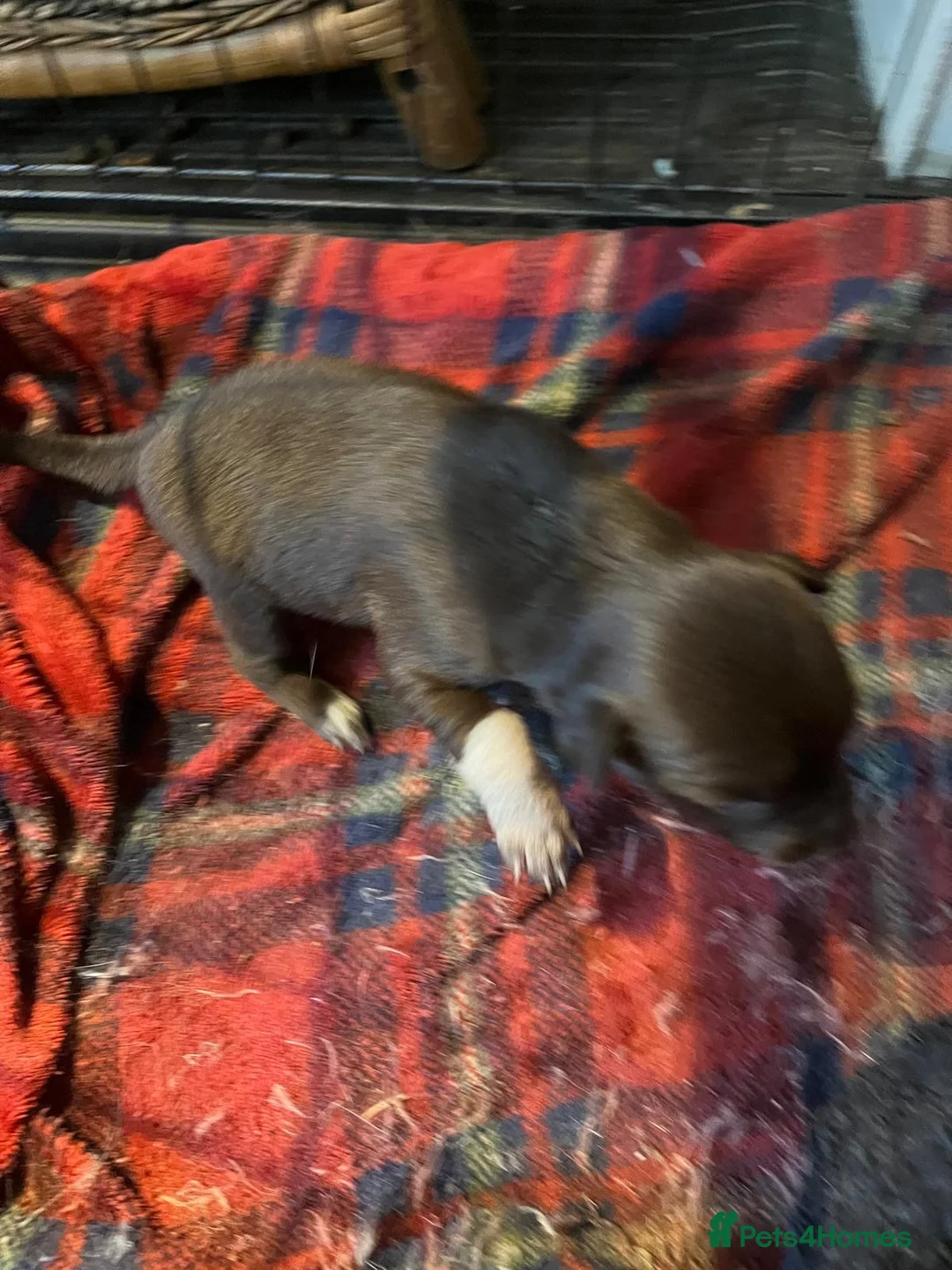 Border Collie dogs for sale: Red Merle - Advert 2