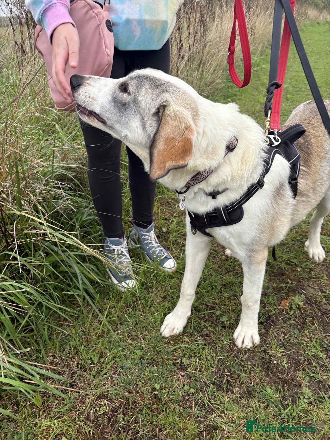 Mixed Breed dogs for adoption: WIGGLE - Advert 19