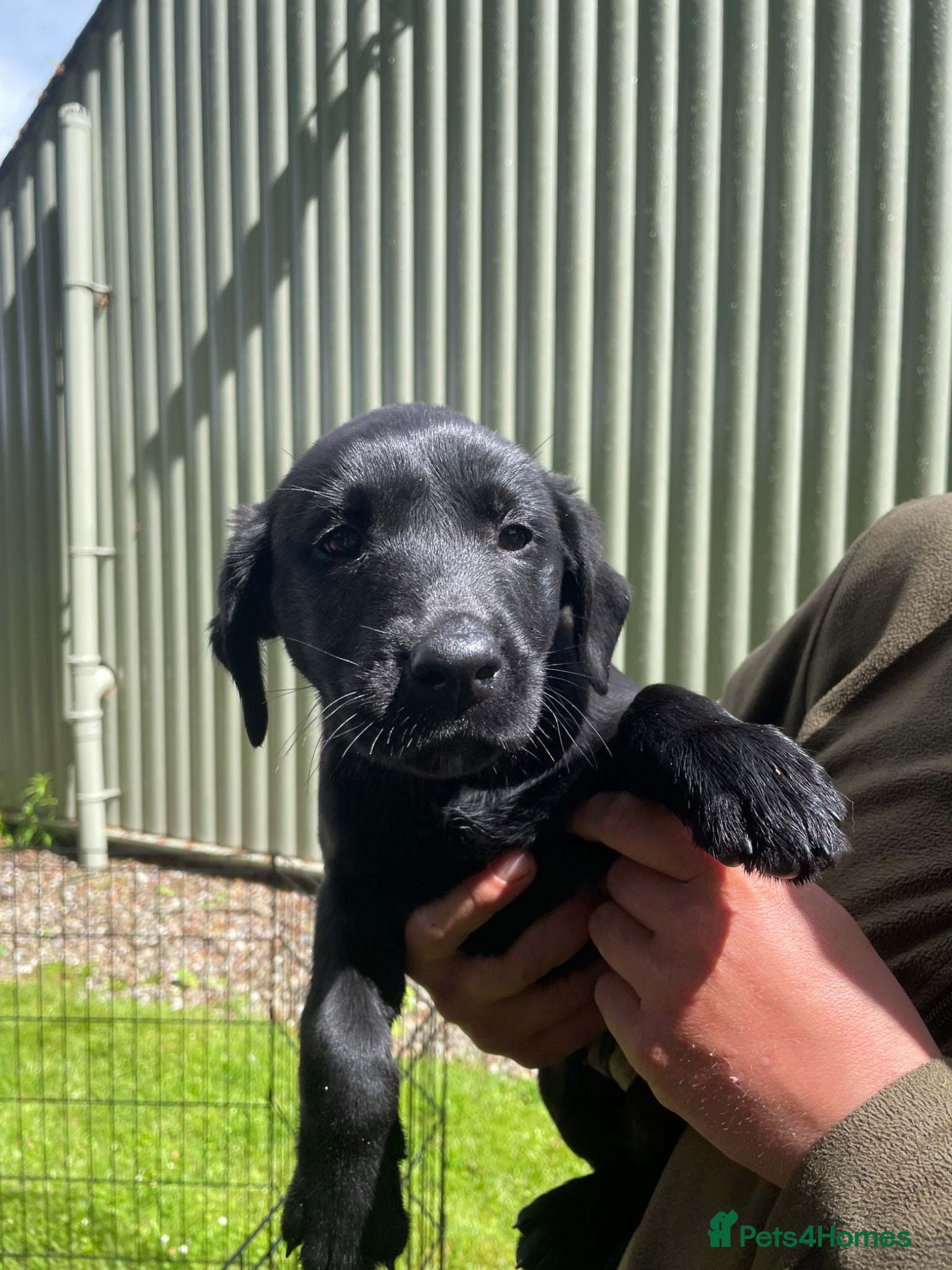 Labrador Retriever dogs 🐾KC Lab pups  - Advert 11