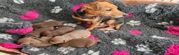 Jack Russell dogs for sale: Gorgeous Chocolate and Tan Jack Russell Puppies - Advert 2