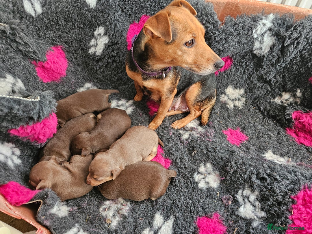 Jack Russell dogs for sale: Gorgeous Chocolate and Tan Jack Russell Puppies - Advert 2