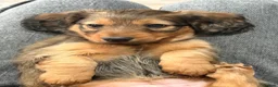 Dachshund dogs for sale: Male Standard longhair dachshund - Advert 8