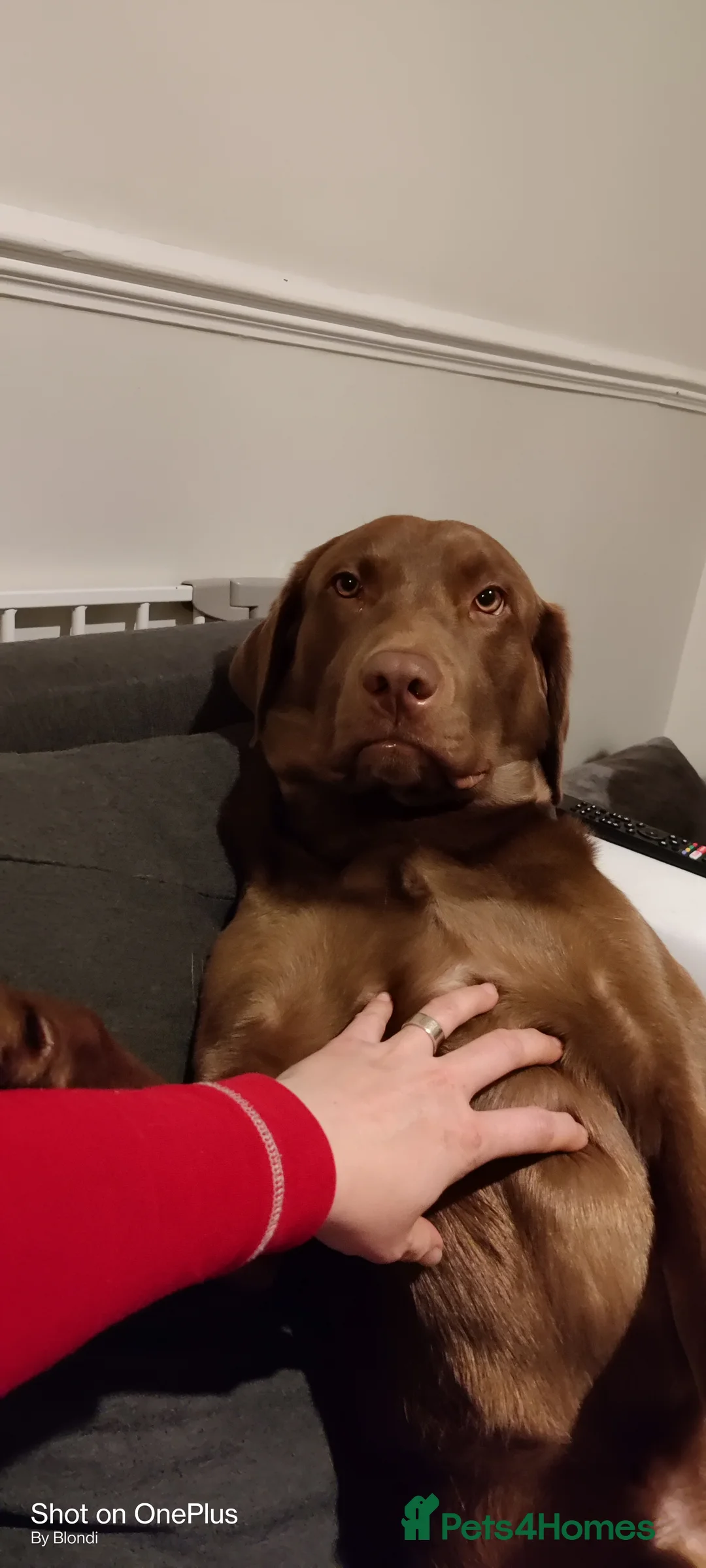 Labrador Retriever dogs for stud: Proven stud in Reading - Advert 10