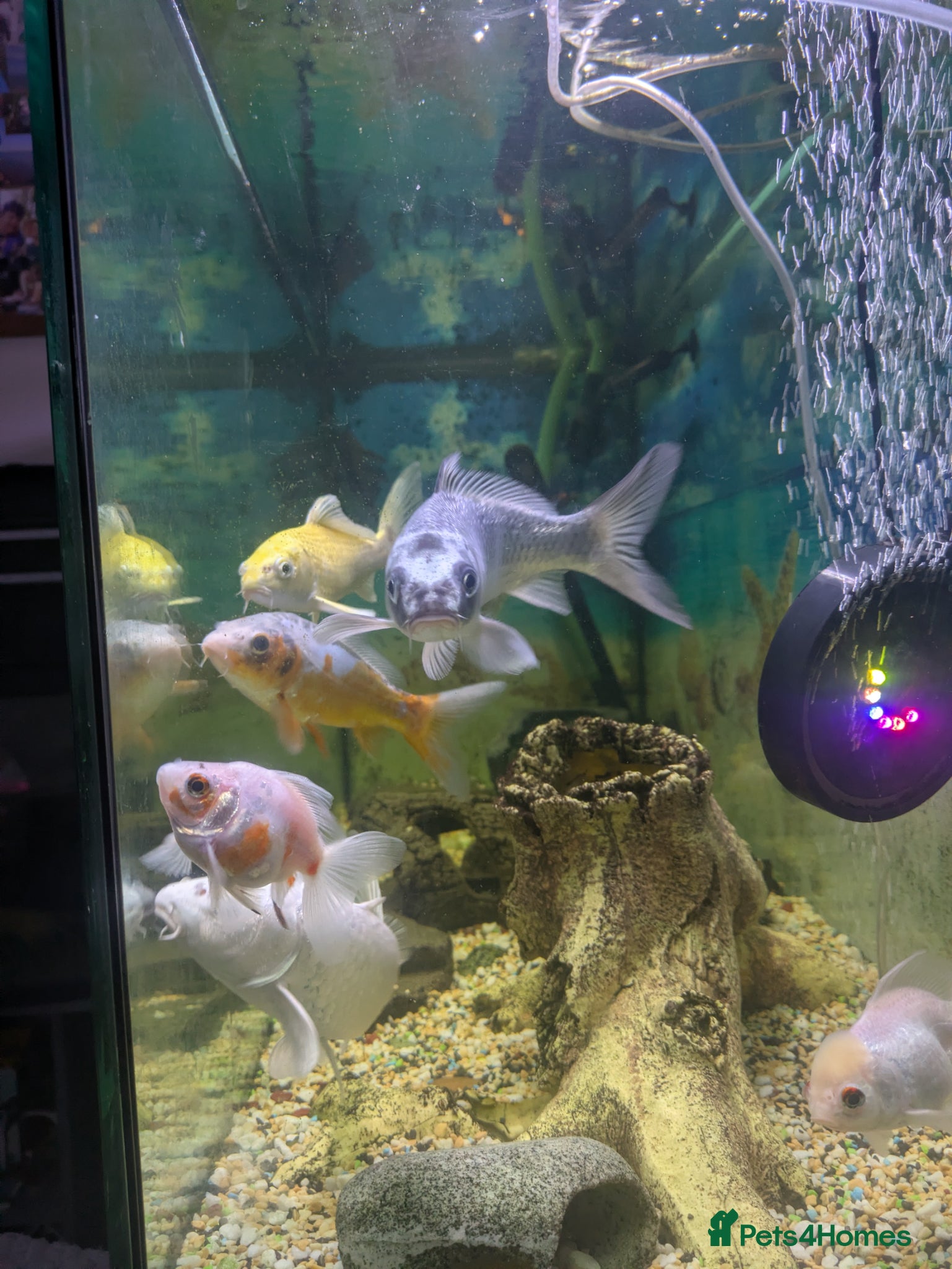 Koi Carp fish for sale: 4x 20 cm koi fish and two goldfish - Advert 5