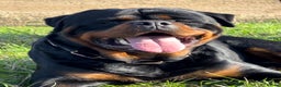 Rottweiler dogs for stud: ABSOLUTELY BEAUTIFUL KC Health Tested *FOR STUD* in Mansfield - Advert 4