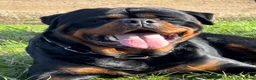 Rottweiler dogs for stud: ABSOLUTELY BEAUTIFUL KC Health Tested *FOR STUD* in Mansfield - Advert 4