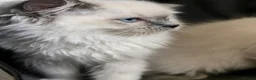 Ragdoll cats for sale: 🩷 Beautiful Blue Mitted Girl - TICA Registered 🩷 - Advert 6