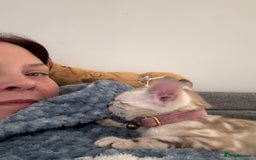 Bengal cats for sale: Pure Bengal snow lynx marble - Advert 4