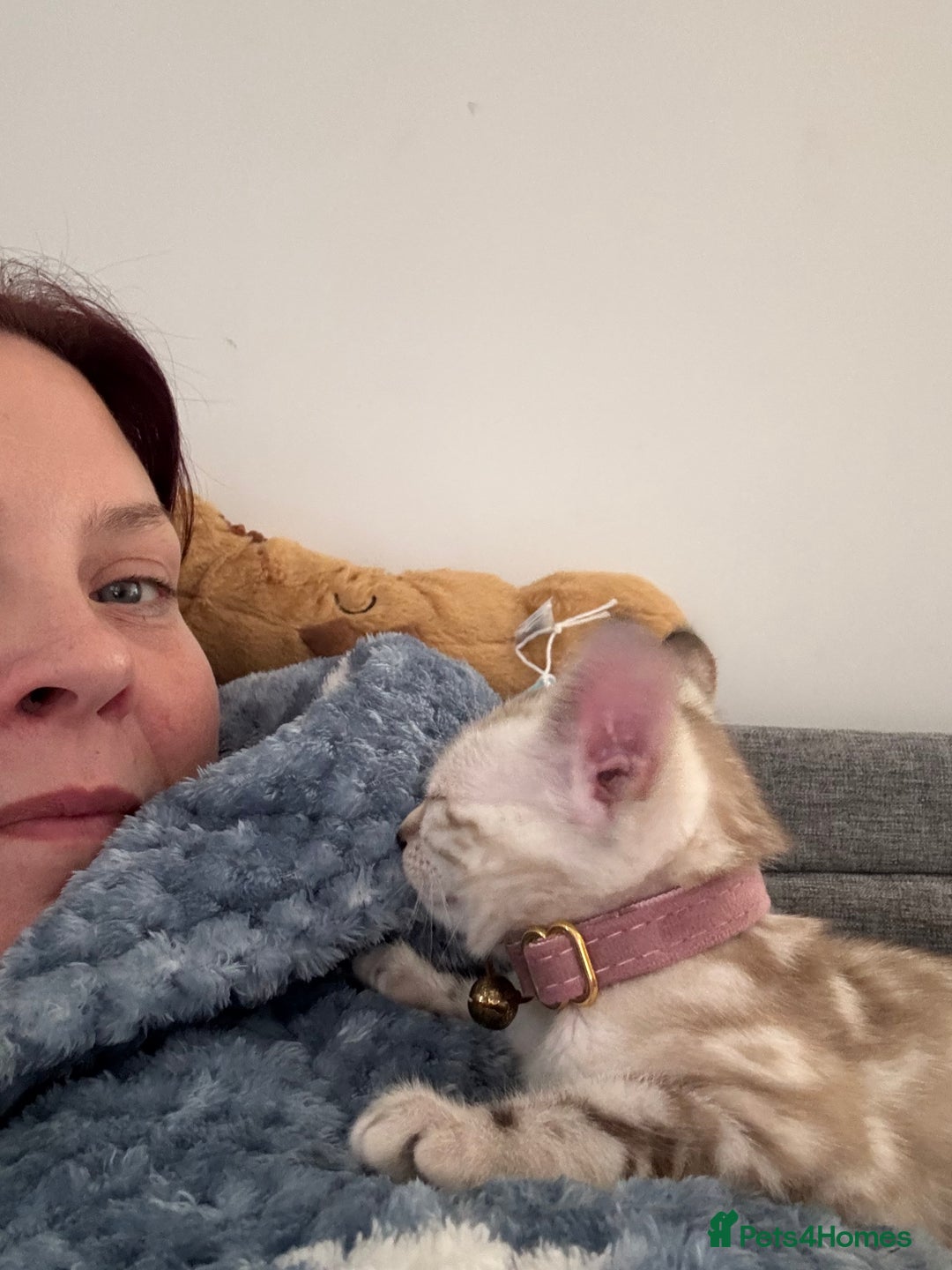 Bengal cats for sale: Pure Bengal snow lynx marble - Advert 4