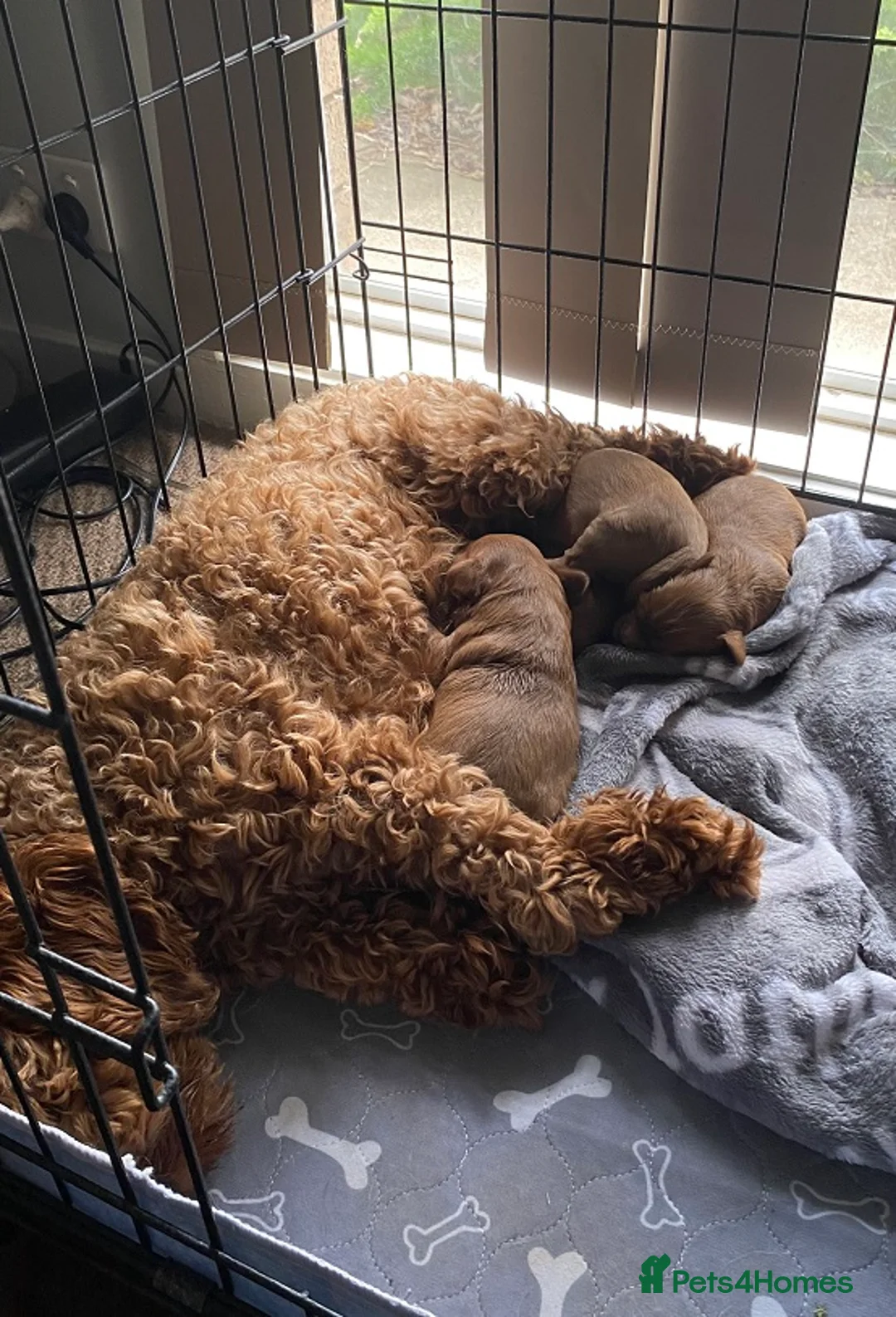 Cavapoo dogs for sale: Ready to go now! Cavapoo puppies - Advert 7