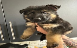 German Shepherd dogs for sale: German shepherd  - Image 28