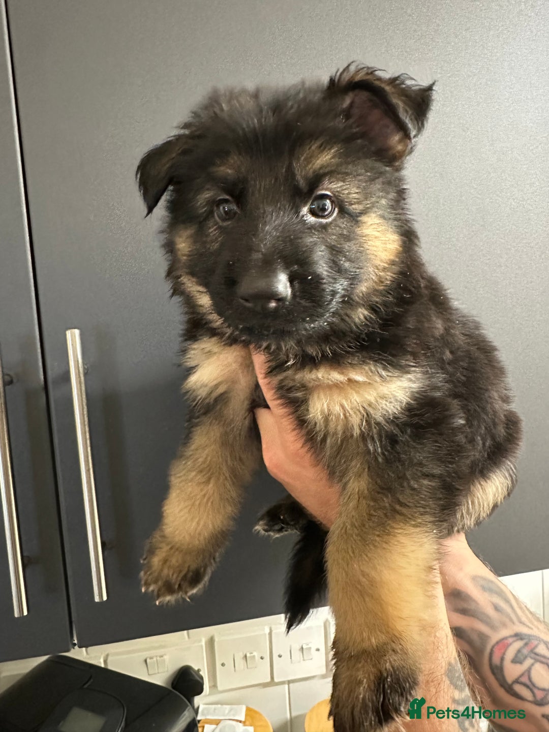 German Shepherd dogs for sale: German shepherd  - Image 28