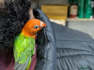 Lovebirds birds Hand Reared New Born Love Birds - Advert 3