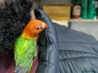 Lovebirds birds Hand Reared New Born Love Birds - Advert 10